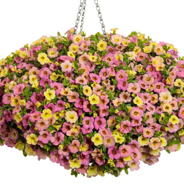 SUPERBELLS® Magic™ Pink Lemonade Calibrachoa - Annuals