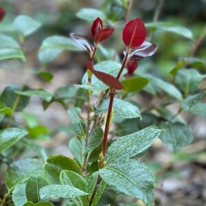 JUST CHILL RED TIP™ Camellia - Shrubs