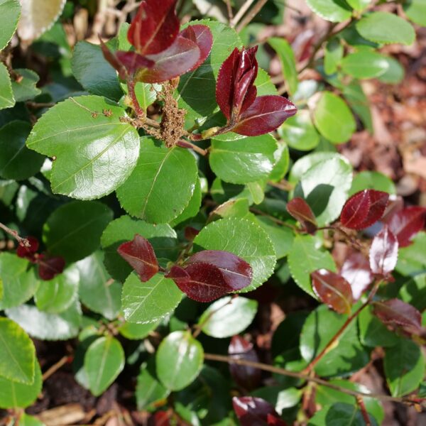 JUST CHILL RED TIP™ Camellia - Shrubs