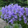 Campanula Takion Blue - Perennials