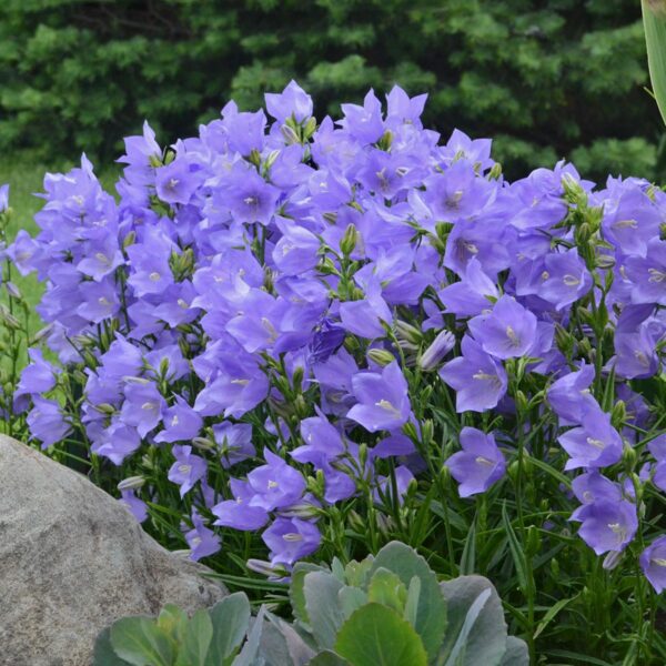 Campanula Takion Blue - Perennials