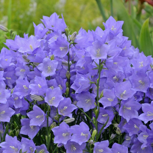 Campanula Takion Blue - Perennials