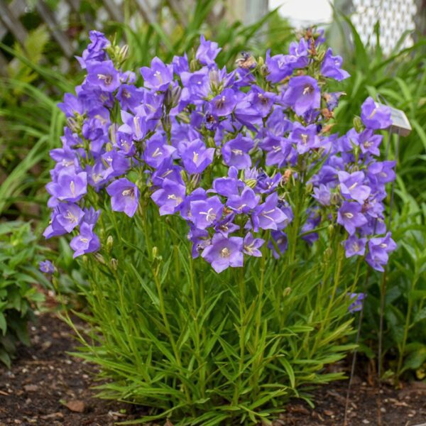 Campanula Takion Blue - Perennials