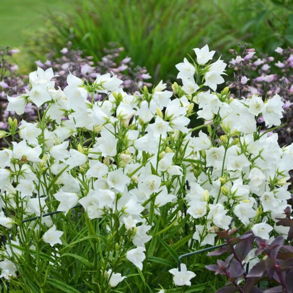 Campanula Takion White - Perennials