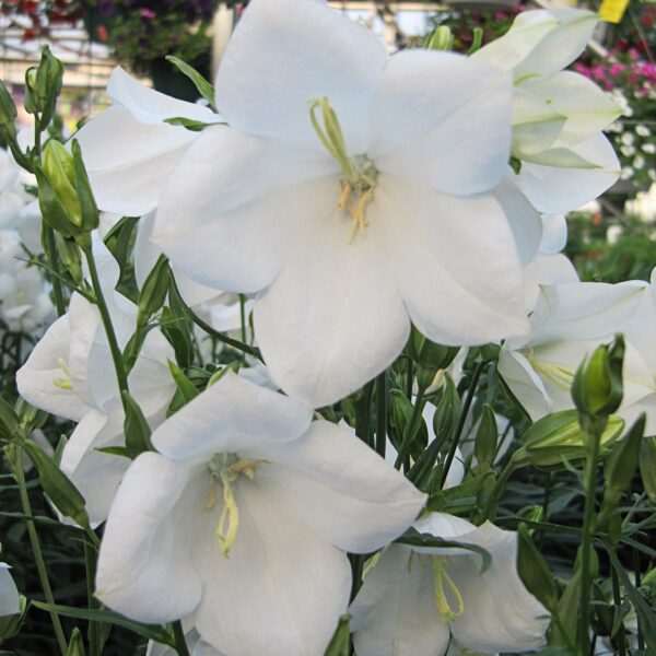 Campanula Takion White - Perennials