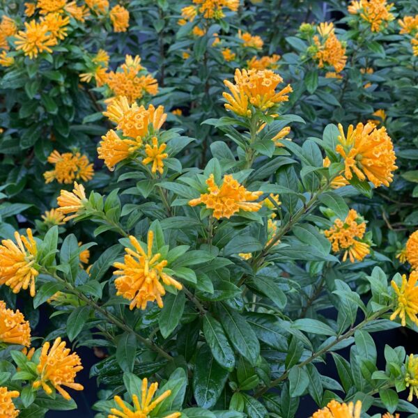 JUICED™ ORANGE Cestrum - Shrubs