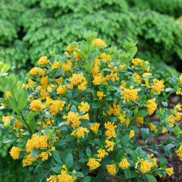 JUICED™ ORANGE Cestrum - Shrubs