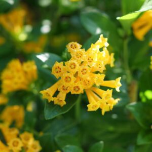 JUICED™ ORANGE Cestrum - Shrubs