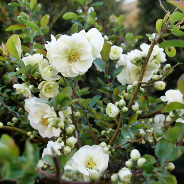 DOUBLE TAKE® ETERNAL WHITE Chaenomeles - Shrubs