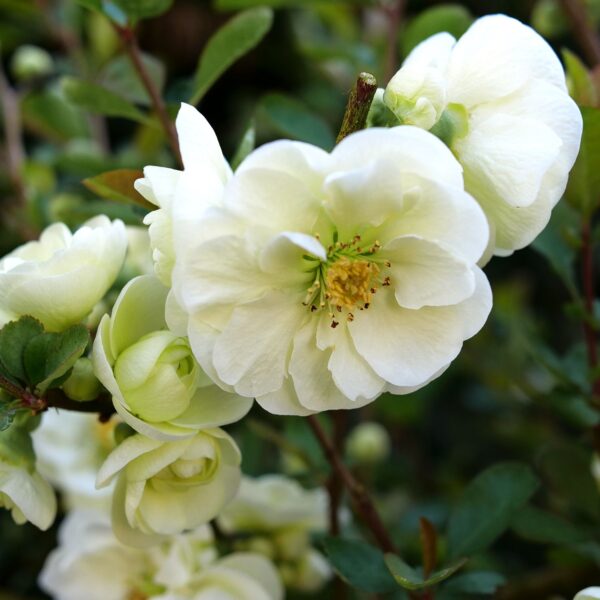 DOUBLE TAKE® ETERNAL WHITE Chaenomeles - Shrubs