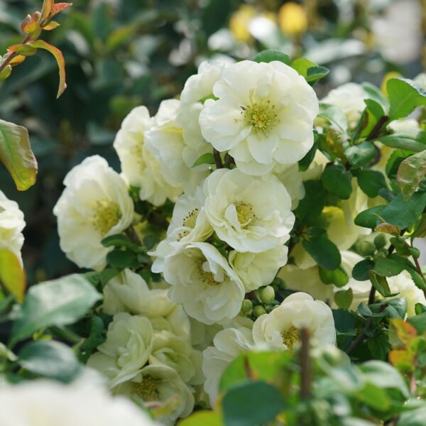 DOUBLE TAKE® ETERNAL WHITE Chaenomeles - Shrubs