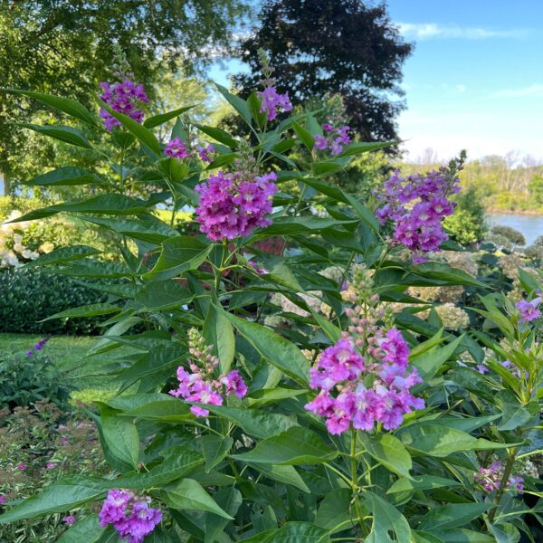 EL NIÑO™ Chitalpa - Shrubs