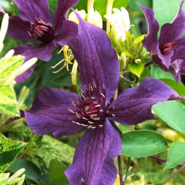 Clematis 'Guiding Promise' - Perennials