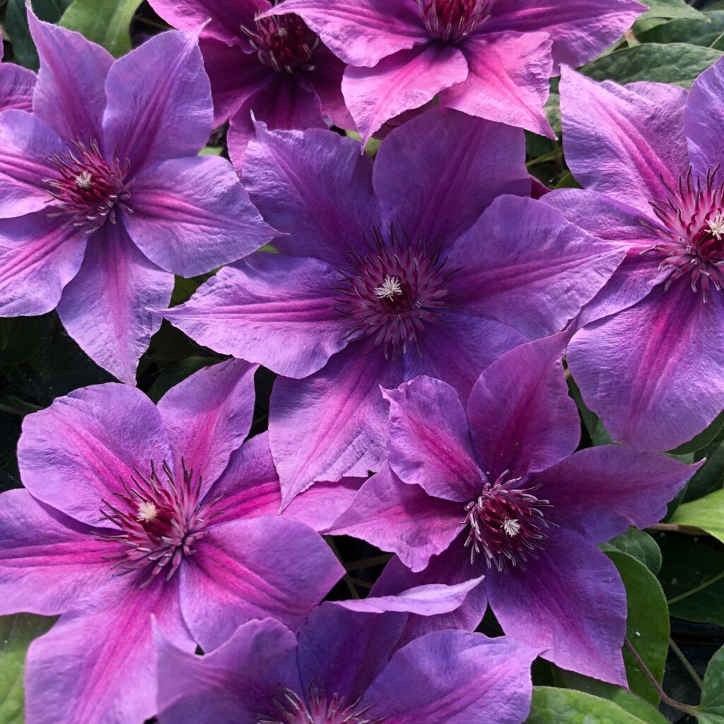 Clematis Adam's Courage Garden Crossings