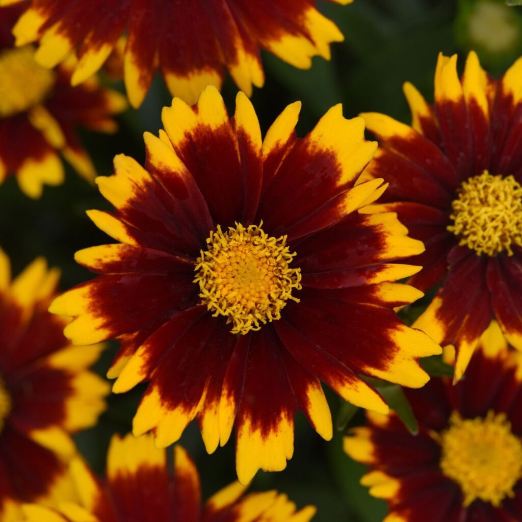 UPTICK™ Red Coreopsis - Perennials