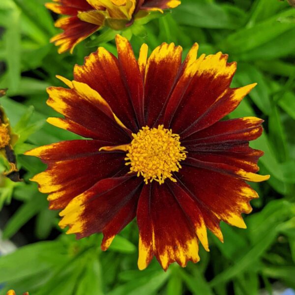 UPTICK™ Red Coreopsis - Perennials