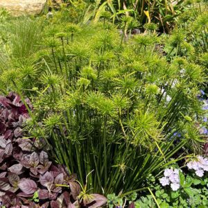 GRACEFUL GRASSES® QUEEN TUT™ Cyperus - Annuals