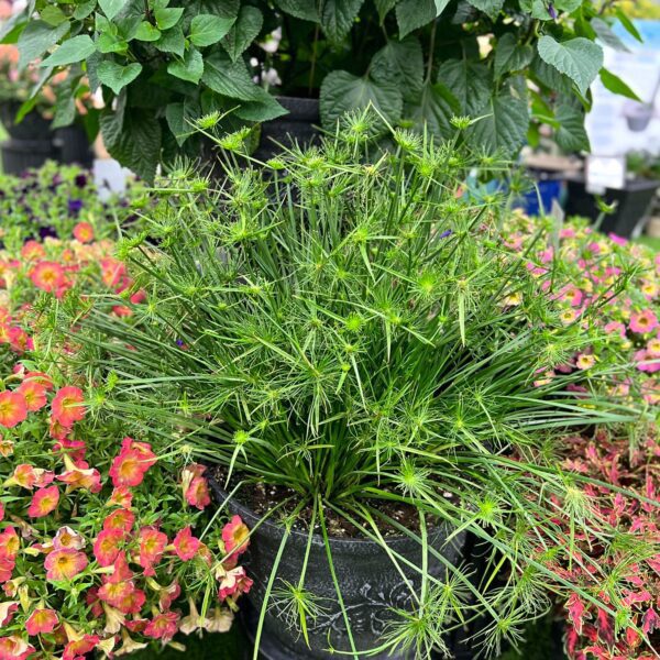 GRACEFUL GRASSES® QUEEN TUT™ Cyperus - Annuals