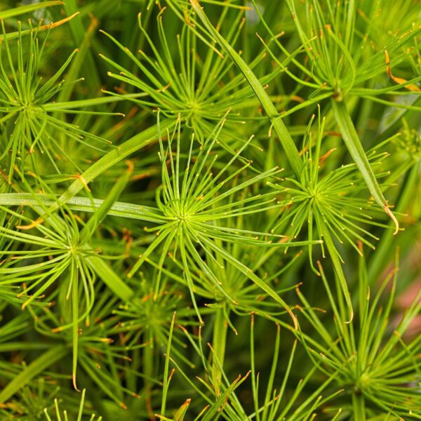 GRACEFUL GRASSES® QUEEN TUT™ Cyperus - Annuals