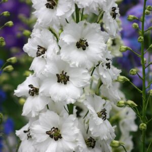 Delphinium Black Eyed Angels - Perennials