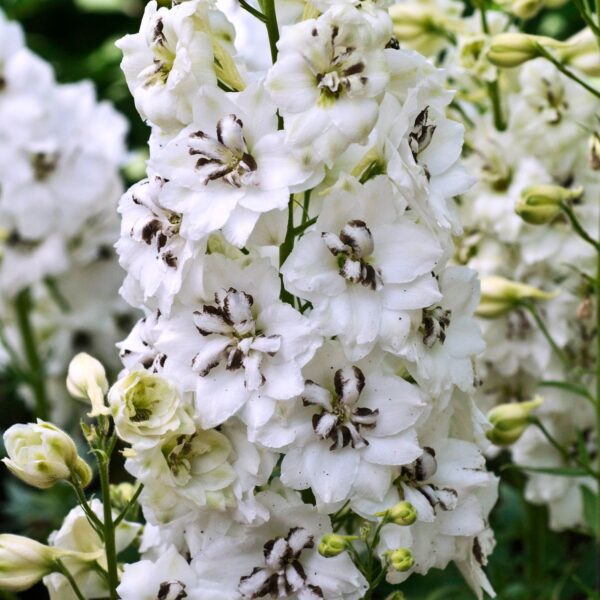 Delphinium Black Eyed Angels - Perennials