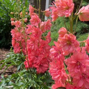 Delphinium Red Lark - Perennials