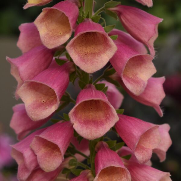 Digitalis Arctic Fox Rose - Perennials