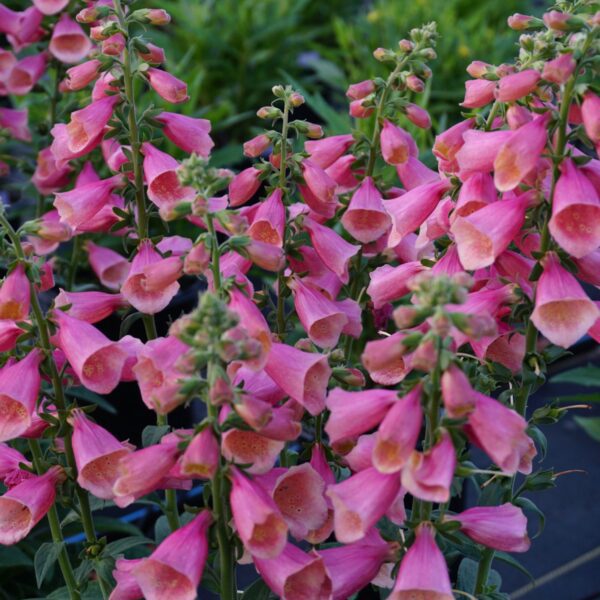 Digitalis Arctic Fox Rose - Perennials