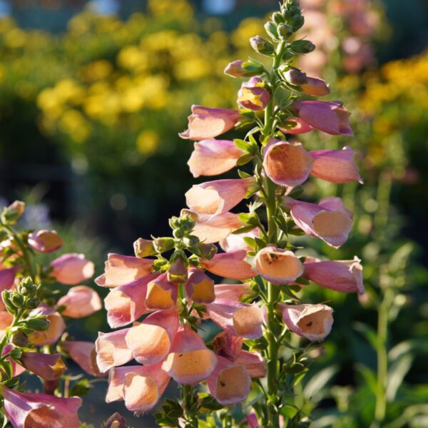 Digitalis Arctic Fox Rose - Perennials