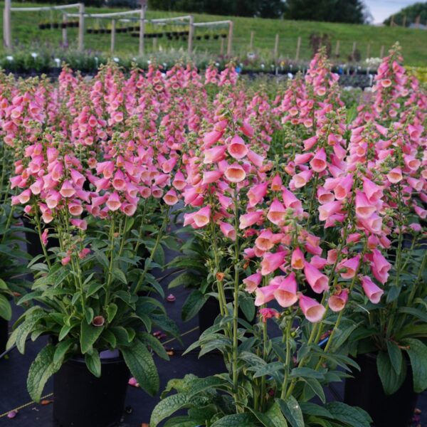 Digitalis Arctic Fox Rose - Perennials