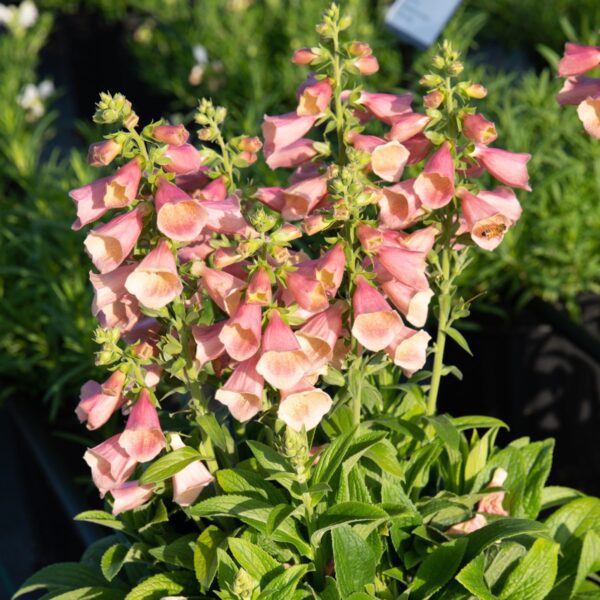 Digitalis Arctic Fox Rose - Perennials