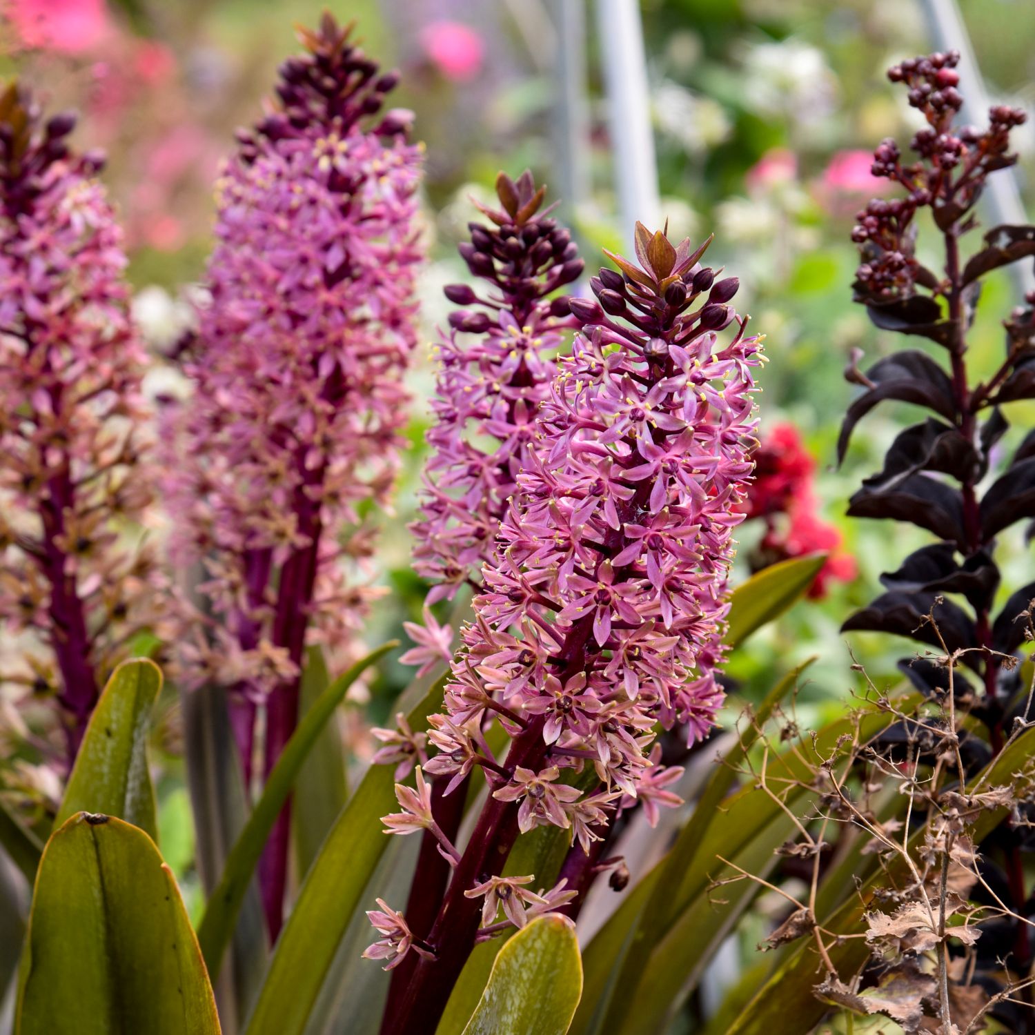 Pineapple lily sale