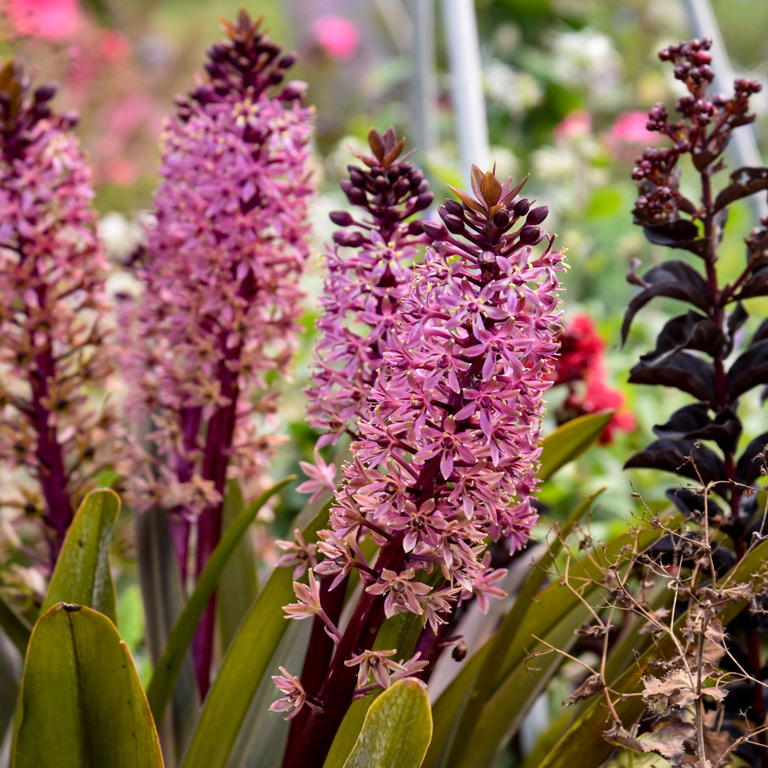 Crowning Glory™ 'Purple Reign' - Pineapple Lily - Eucomis hybrid