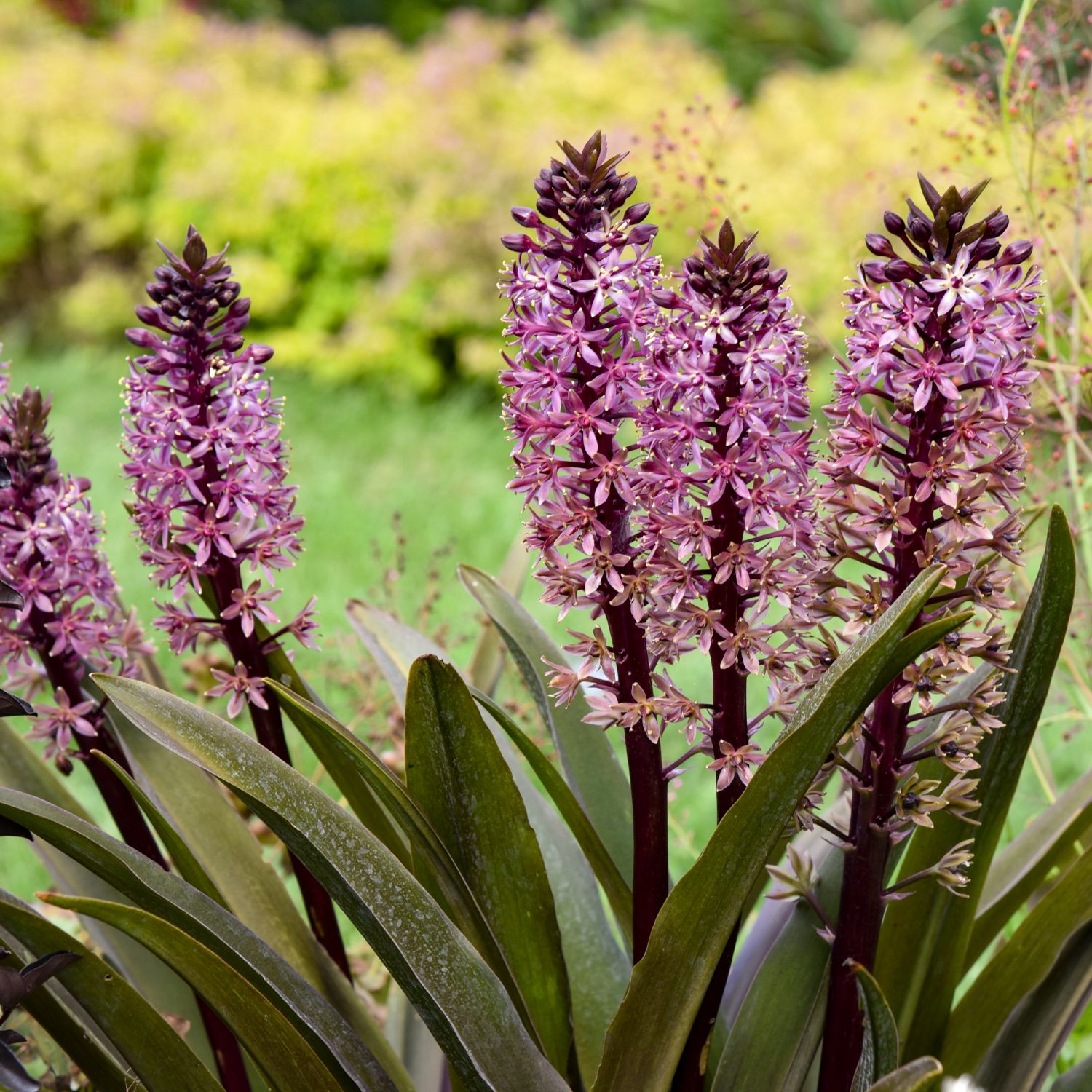 Order Pineapple lily Perennials Online