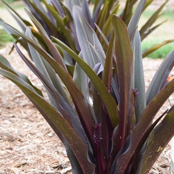 CROWNING GLORY™ 'Purple Reign' Eucomis - Perennials