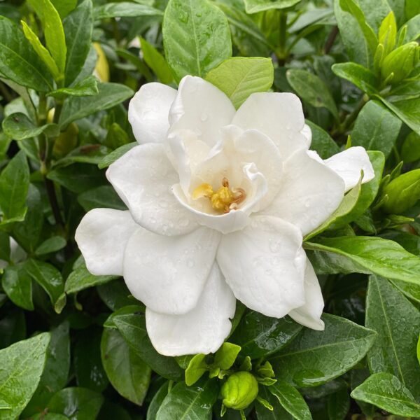 PILLOW TALK® Gardenia - Shrubs