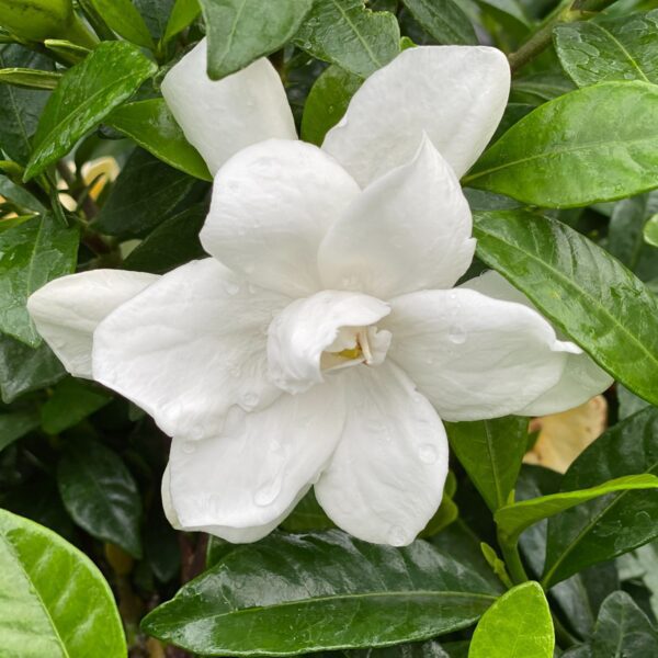 PILLOW TALK® Gardenia - Shrubs