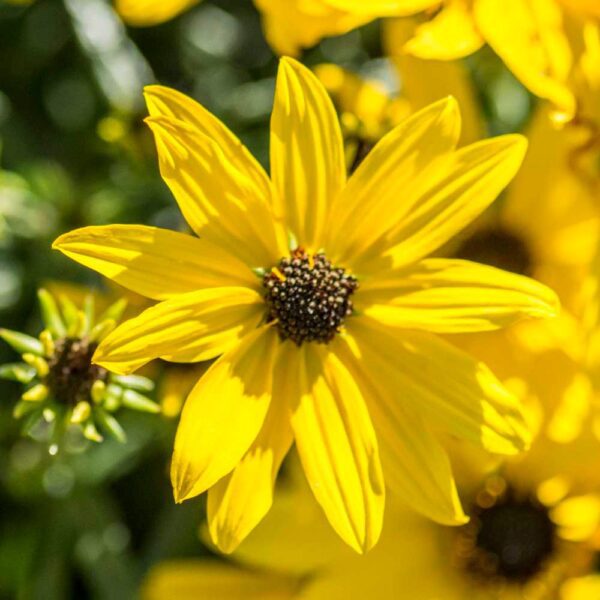 Helianthus 'Autumn Gold' - Perennials