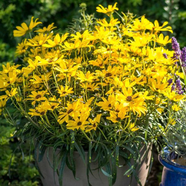 Helianthus 'Autumn Gold' - Perennials