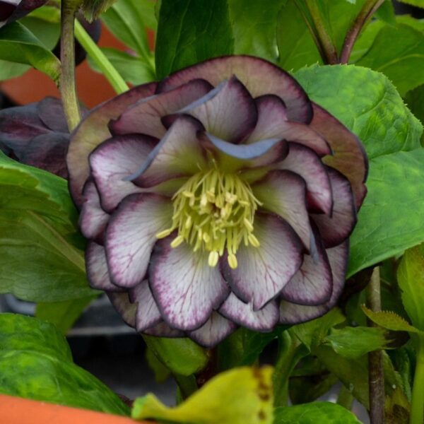 WEDDING PARTY® 'Black Tie Affair' Helleborus - Perennials