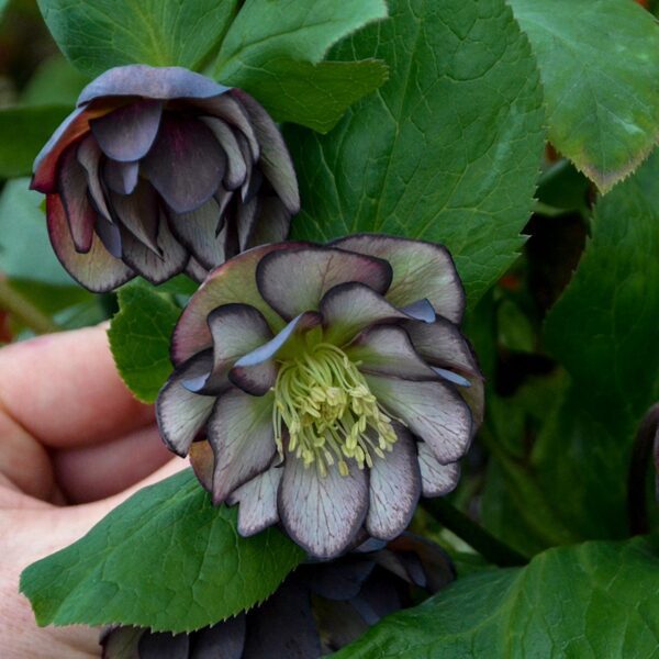 WEDDING PARTY® 'Black Tie Affair' Helleborus - Perennials