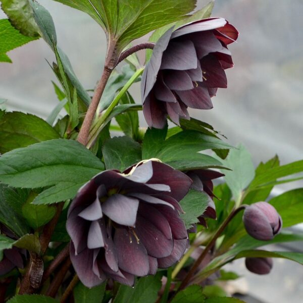 WEDDING PARTY® 'Dashing Groomsman' Helleborus - Perennials