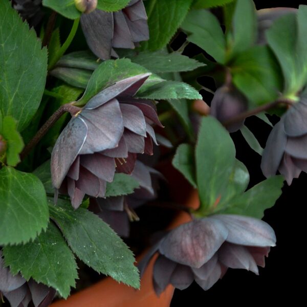 WEDDING PARTY® 'Dashing Groomsman' Helleborus - Perennials