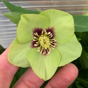 HONEYMOON® 'Irish Luck' Helleborus - Perennials