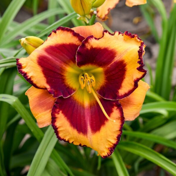 Rainbow Rhythm® 'Blazing Glory' Hemerocallis - Perennials