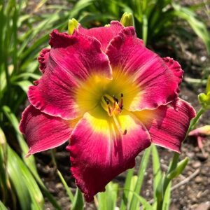 Rainbow Rhythm® Blood, Sweat and Tears Hemerocallis - Perennials