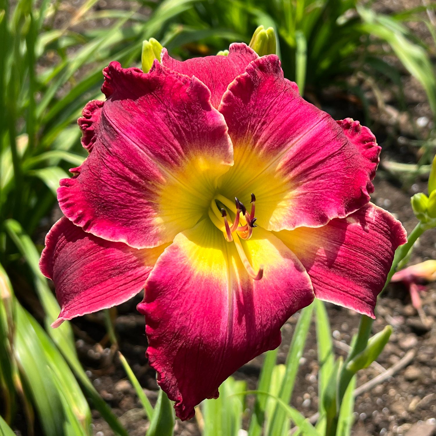 Rainbow Rhythm® Blood, Sweat and Tears Hemerocallis - Perennials