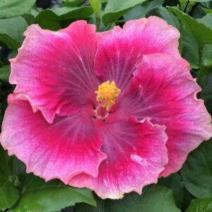 Hibiscus Beautiful Desire - Annuals