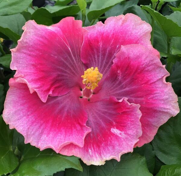 Hibiscus Beautiful Desire - Annuals