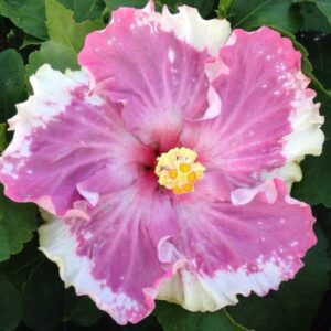 Hibiscus Cajun C'est Bon - Annuals